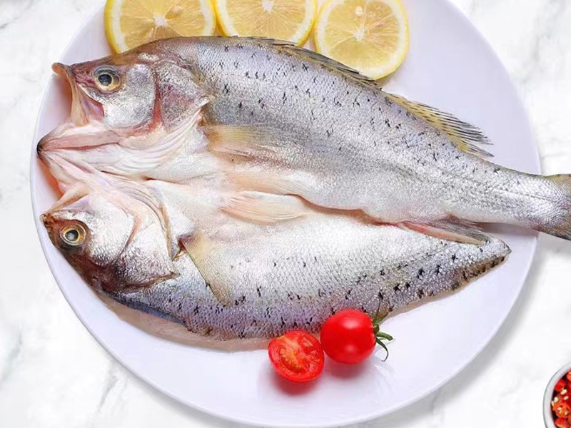 野生大鱸魚