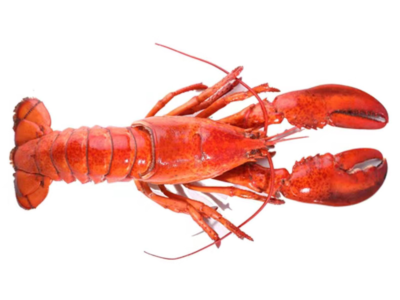 龍蝦